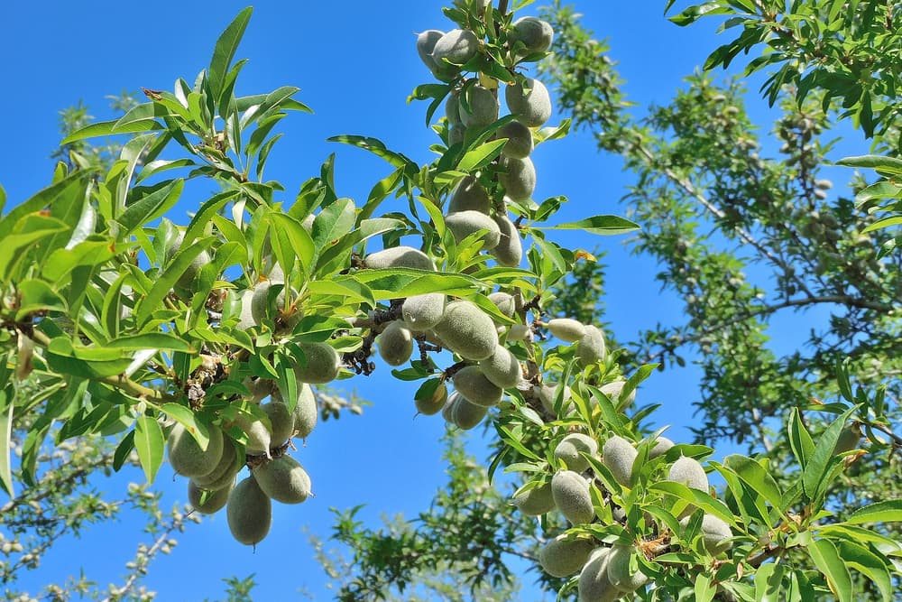 Green almond fruits growing on tree branches with elongated leaves against a clear blue sky.