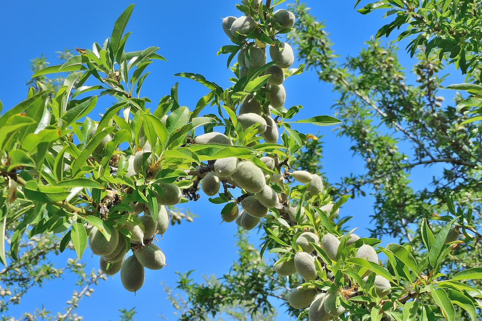 Green almond fruits growing on tree branches with elongated leaves against a clear blue sky.