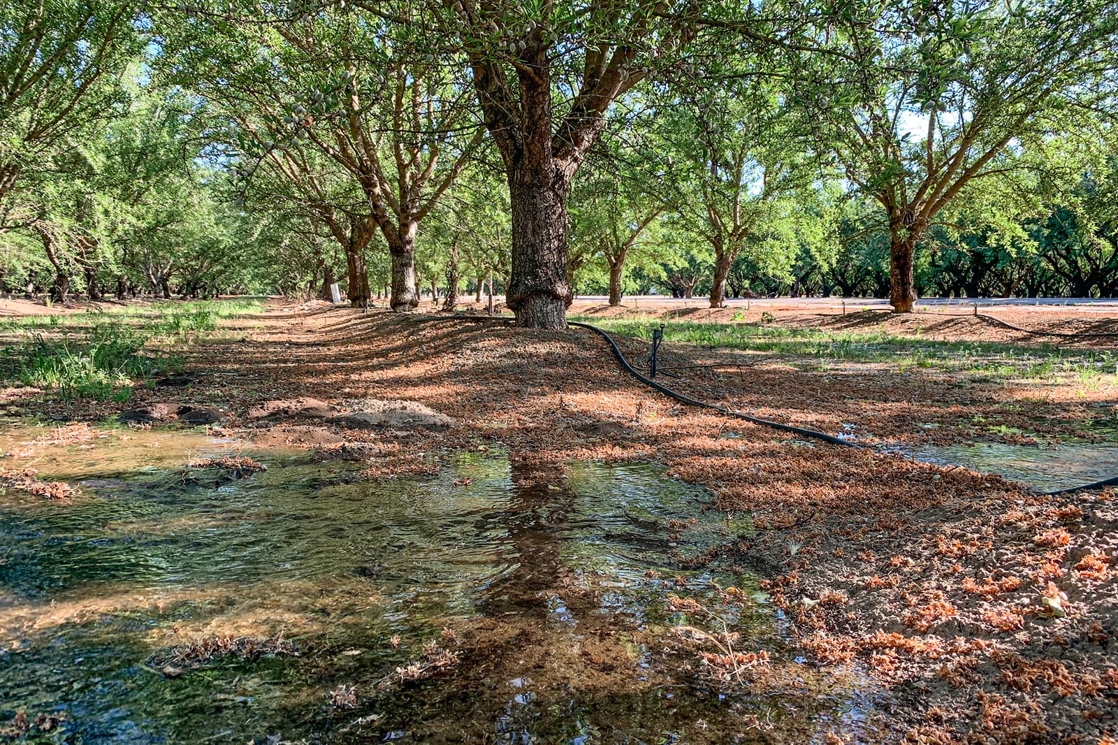 A grove of trees with irrigation water pooling on the ground and a black irrigation pipe running between the trunks on a sunny day.