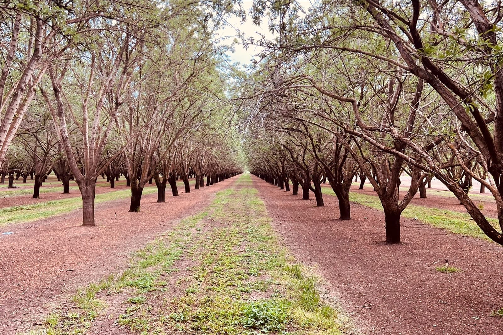 A symmetrical row of trees lines a dirt pathway in an orchard, with scattered green grass and sunlight filtering through the branches.
