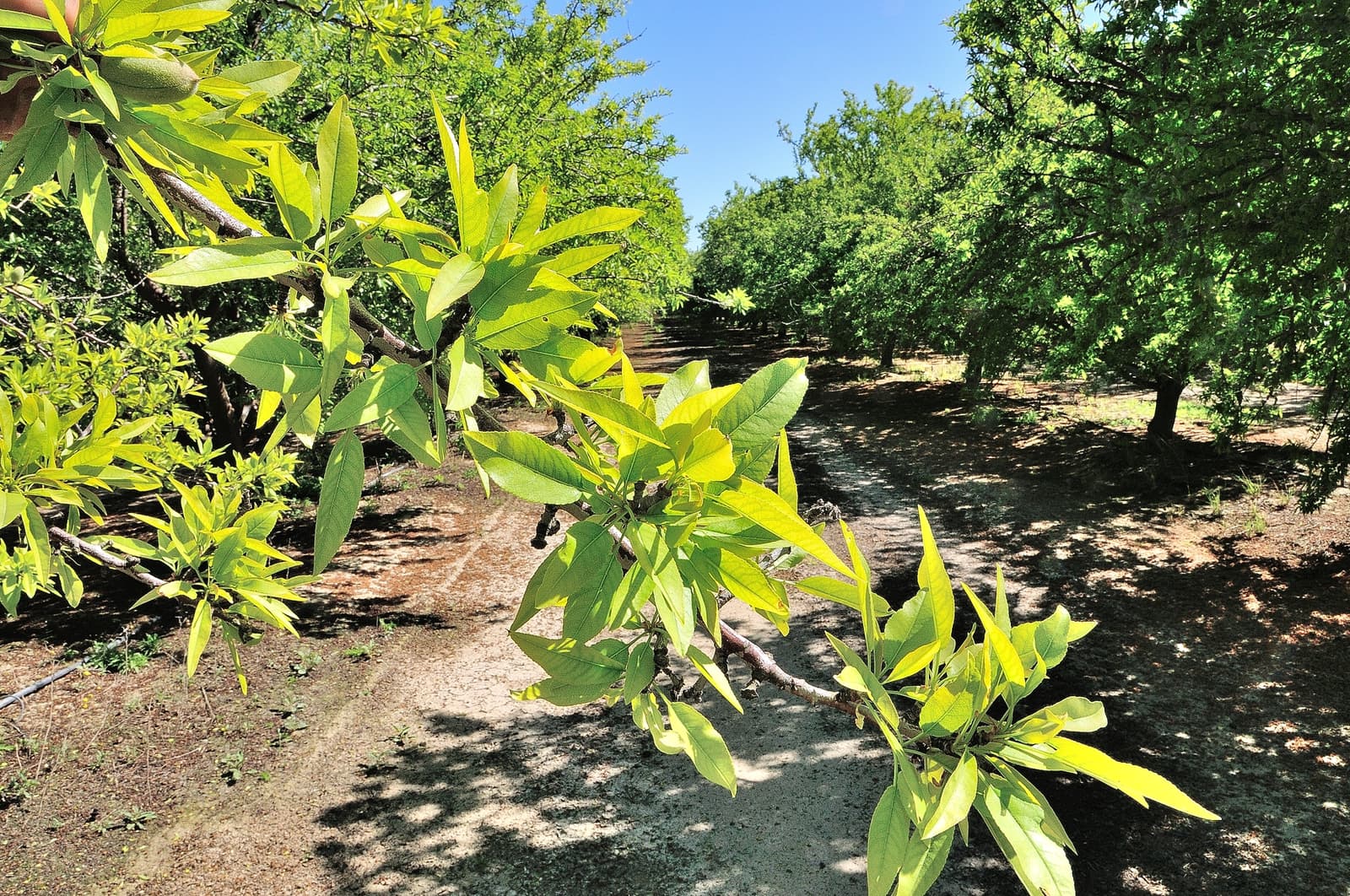 Close-up of green leaves on a tree branch with a dirt path and more trees in the background under a clear blue sky.