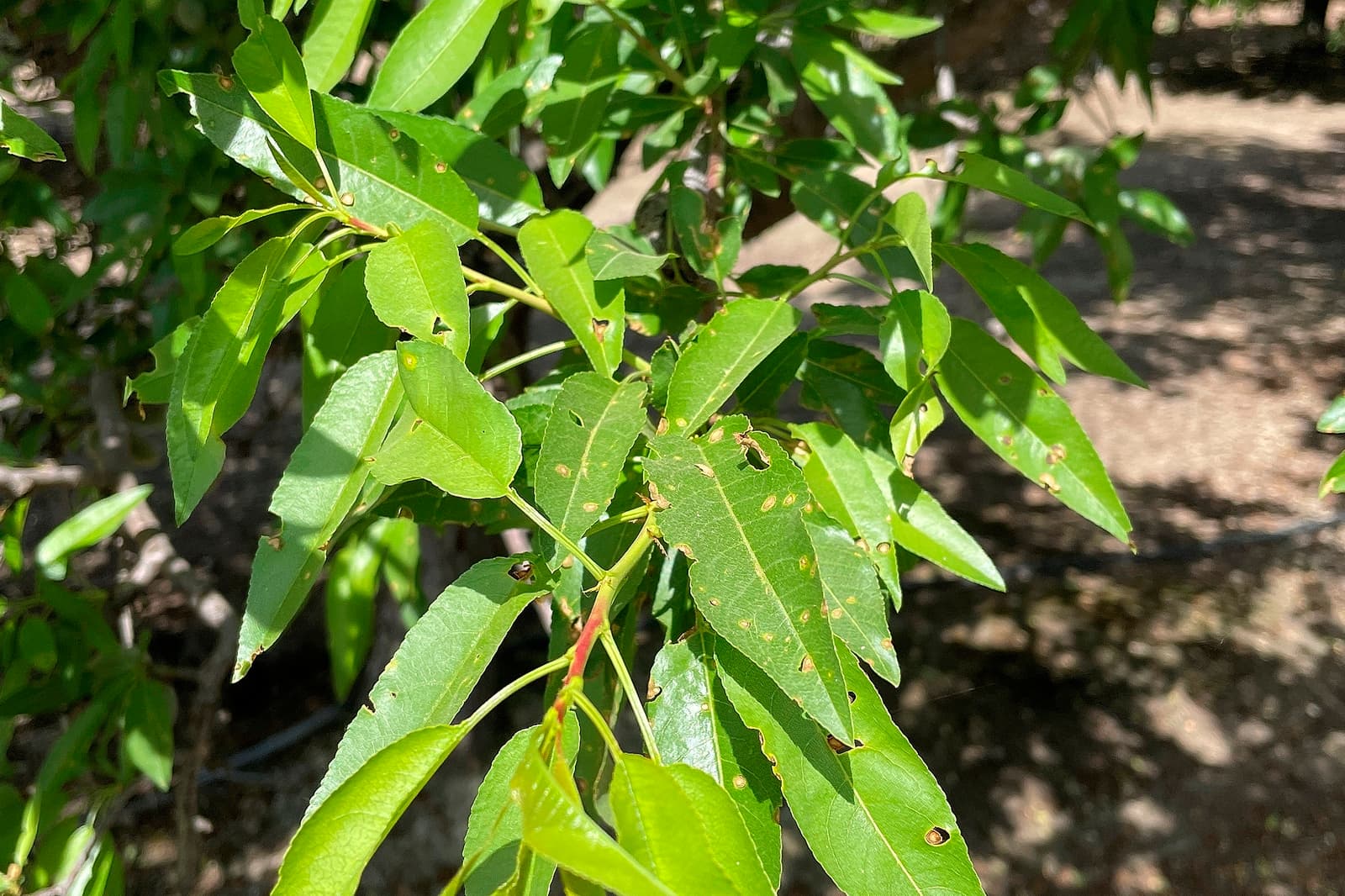 Green leaves with small brown spots, showing signs of damage or disease, on a sunlit tree branch with a blurred background.
