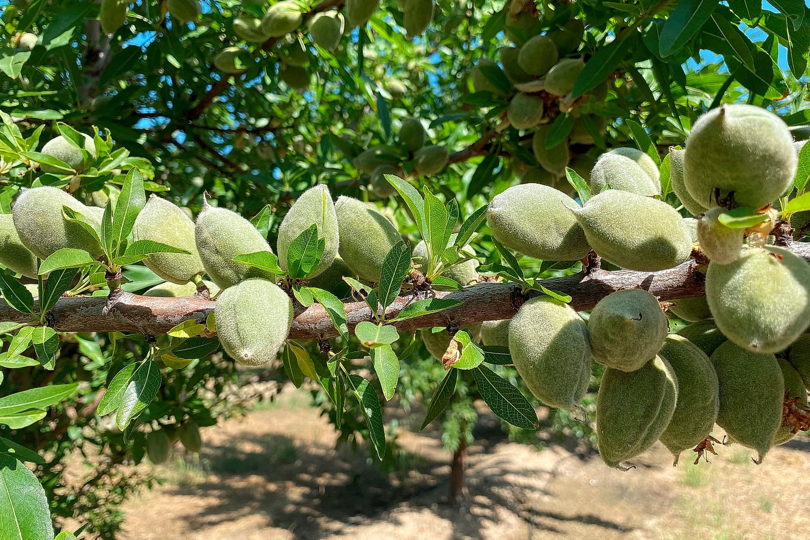 Green almonds growing on a tree branch with green leaves, photographed outdoors in bright sunlight.