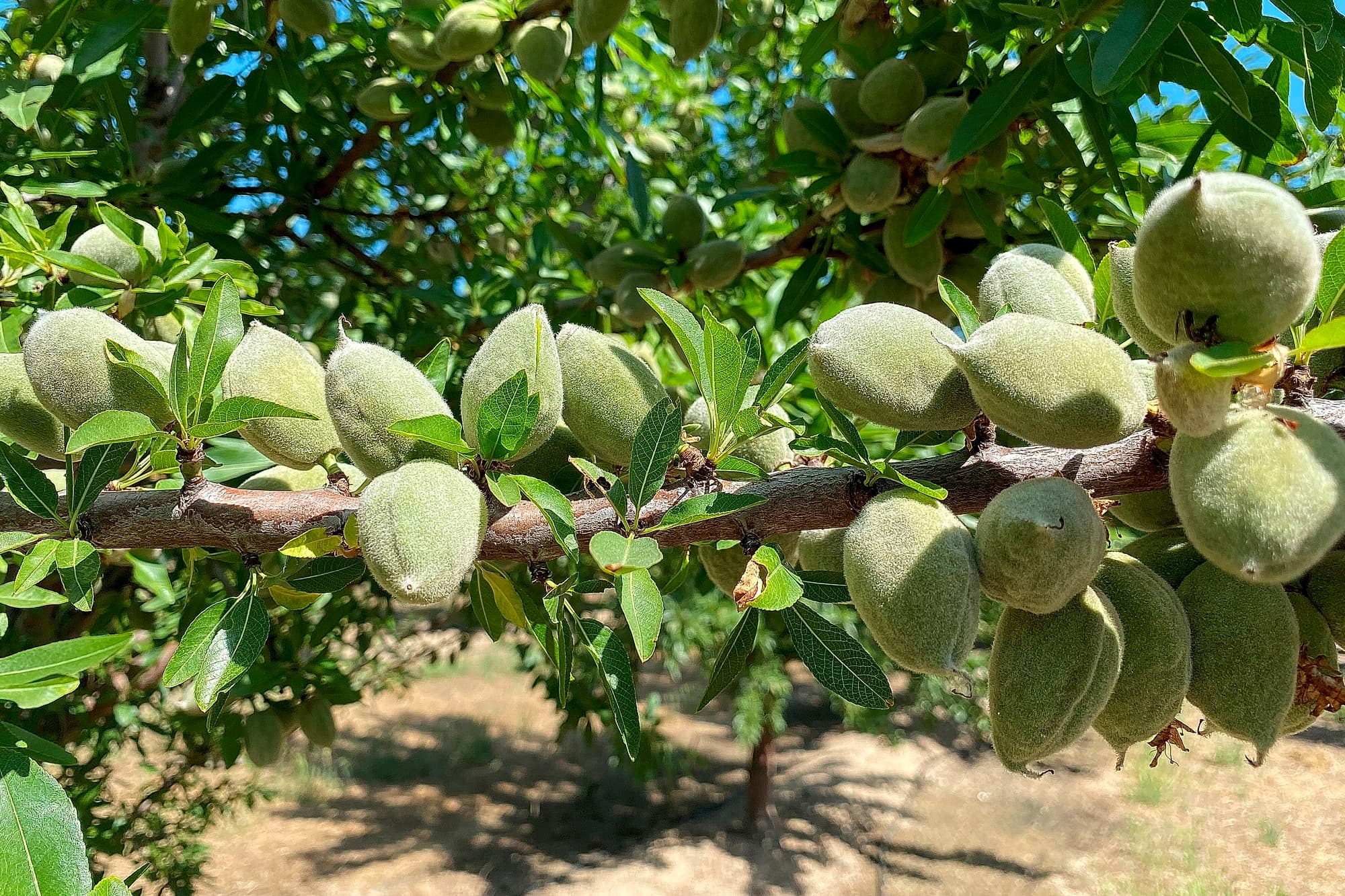 Green almonds growing on a tree branch with green leaves, photographed outdoors in bright sunlight.