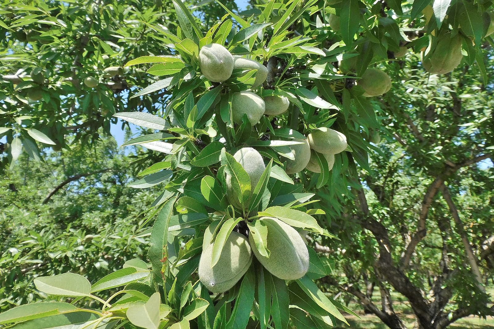 Close-up of green almond fruits growing on a tree with elongated leaves, under bright sunlight in an outdoor orchard setting.