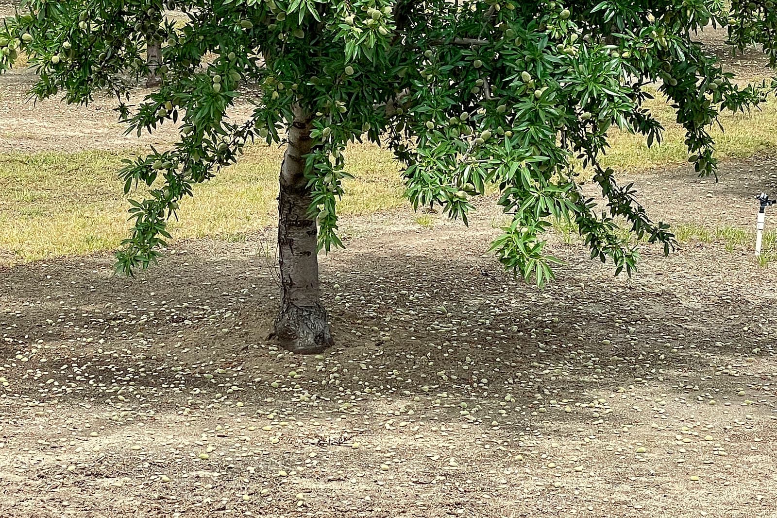 A tree with green leaves stands on dry ground, with many small fallen objects scattered beneath its branches.