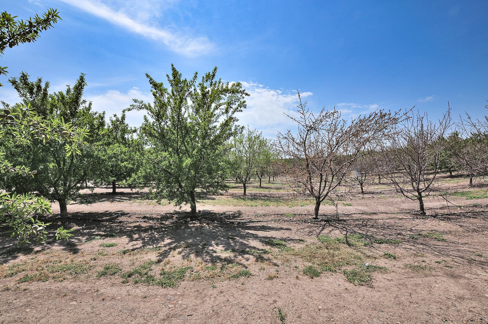 A grove of trees with sparse foliage stands on dry, patchy ground under a blue sky with scattered clouds.