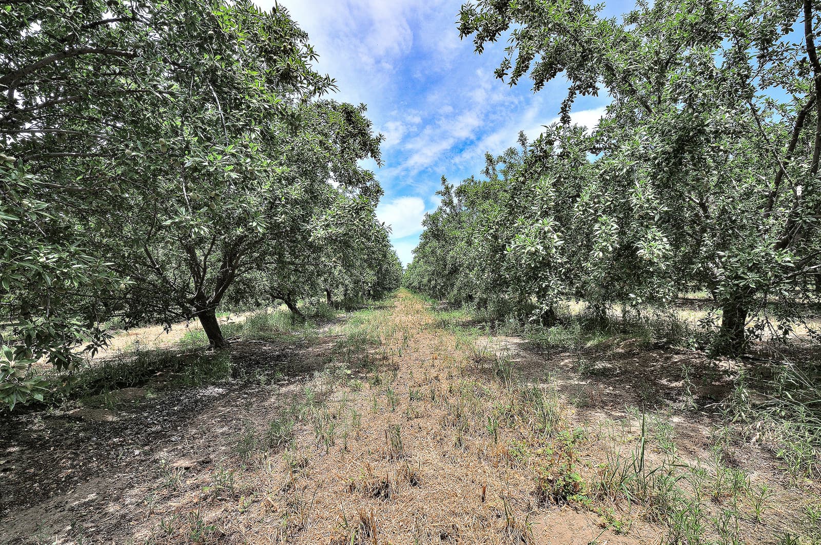 Rows of green trees in an orchard under a partly cloudy sky, with dry grass and soil visible between the trees.