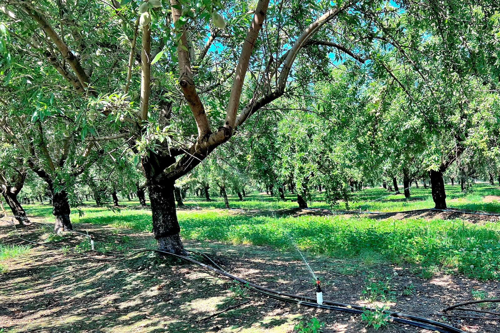 Rows of mature trees with green leaves in an orchard, sunlight filtering through branches, and irrigation pipes running along the ground.