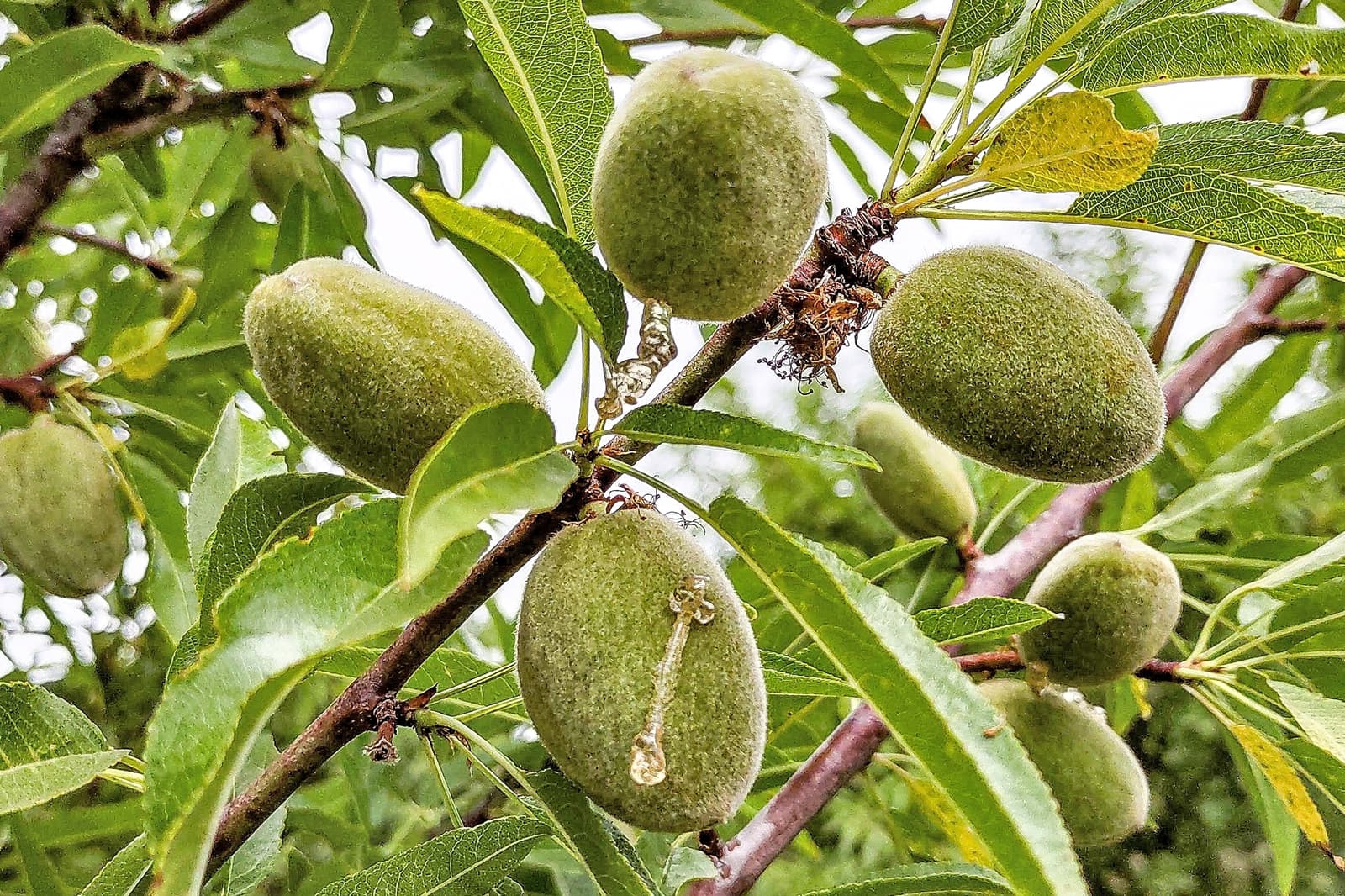 Green, unripe almonds growing on a tree branch with elongated leaves, shown in close-up detail.