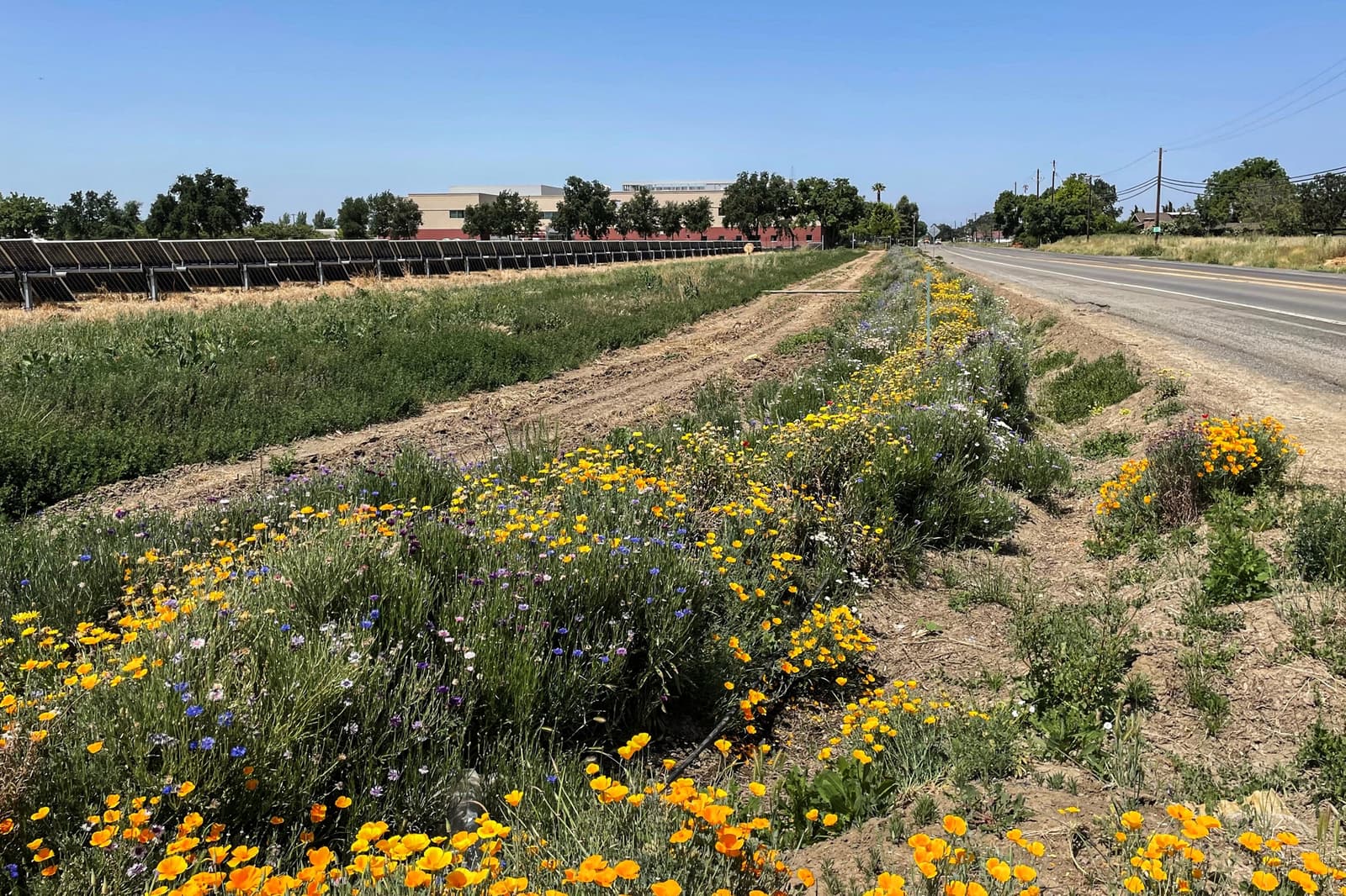 Wildflowers grow along a roadside under a clear blue sky, with a building, trees, and a solar panel array visible in the background.