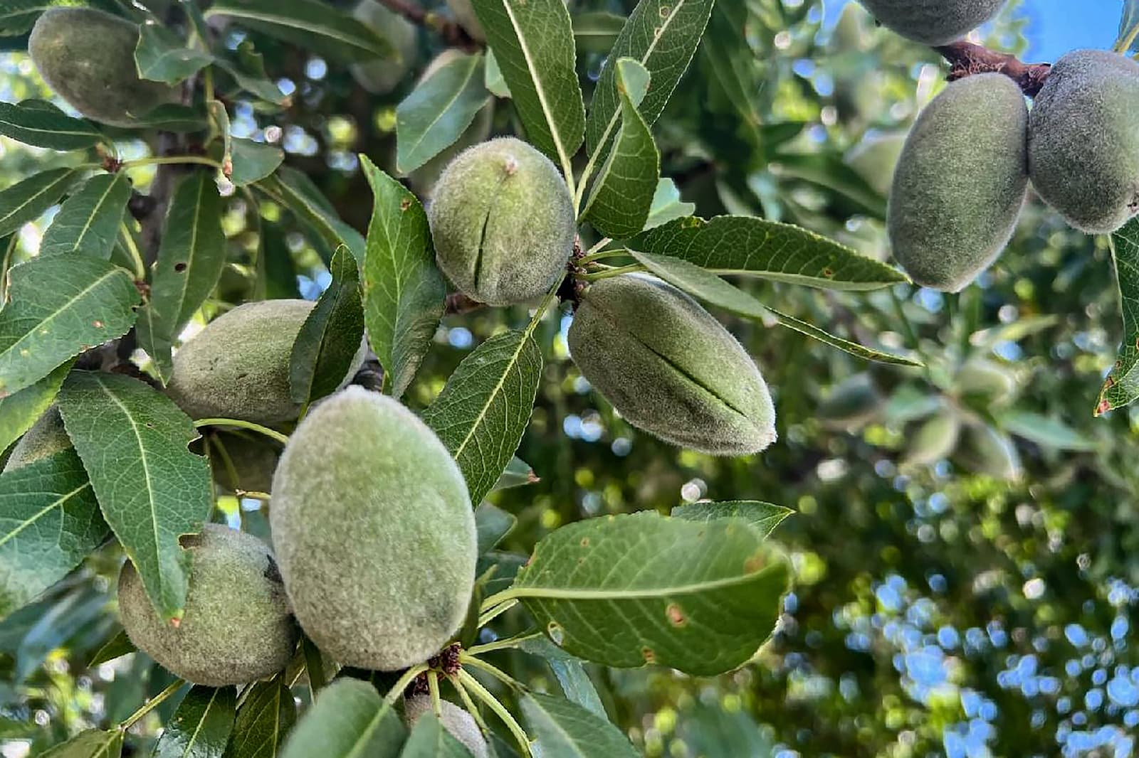 Close-up of unripe almonds growing on a tree branch, surrounded by green leaves with sunlight filtering through the background foliage.