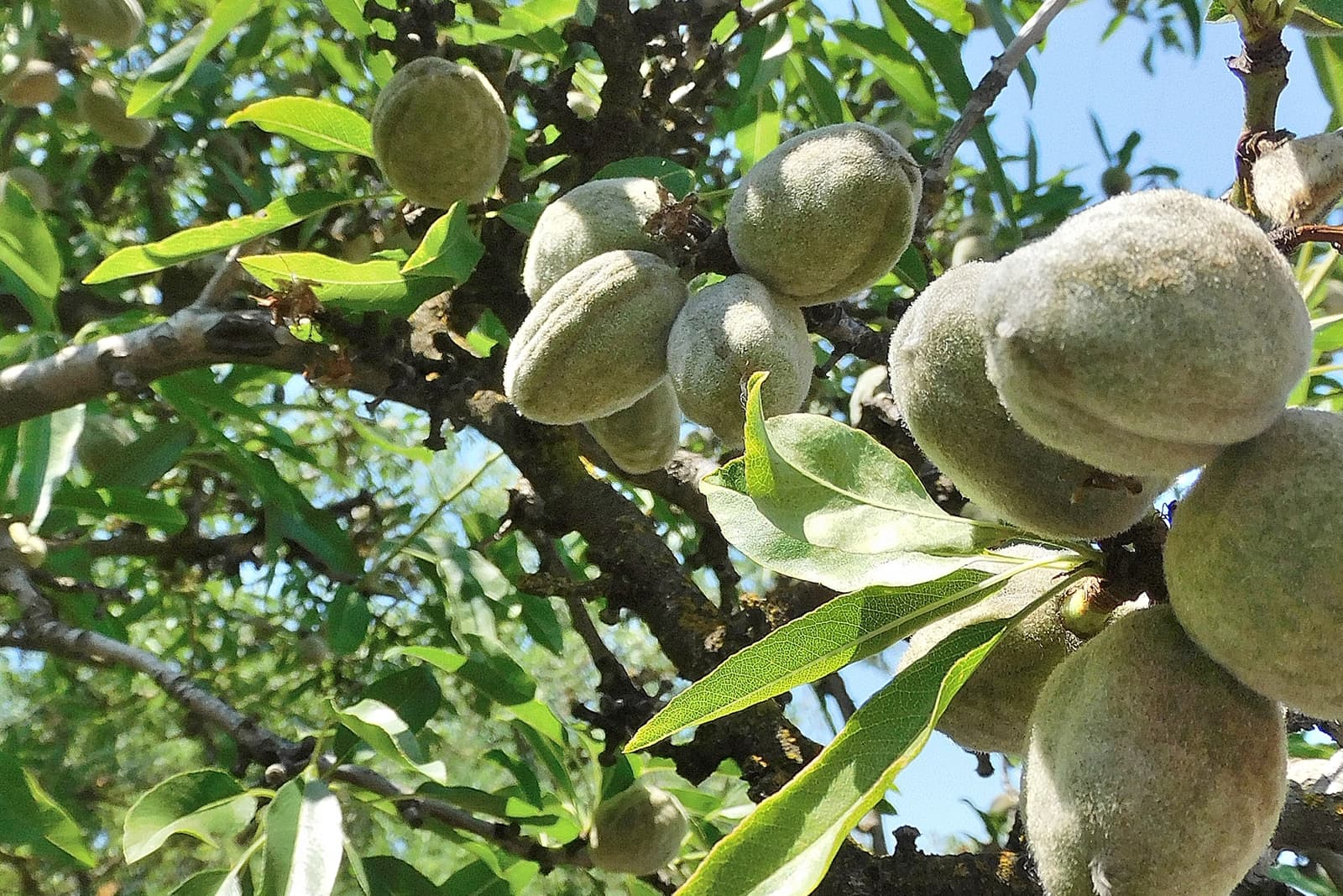 Clusters of unripe almonds with fuzzy green hulls grow on tree branches surrounded by elongated green leaves under a clear blue sky.