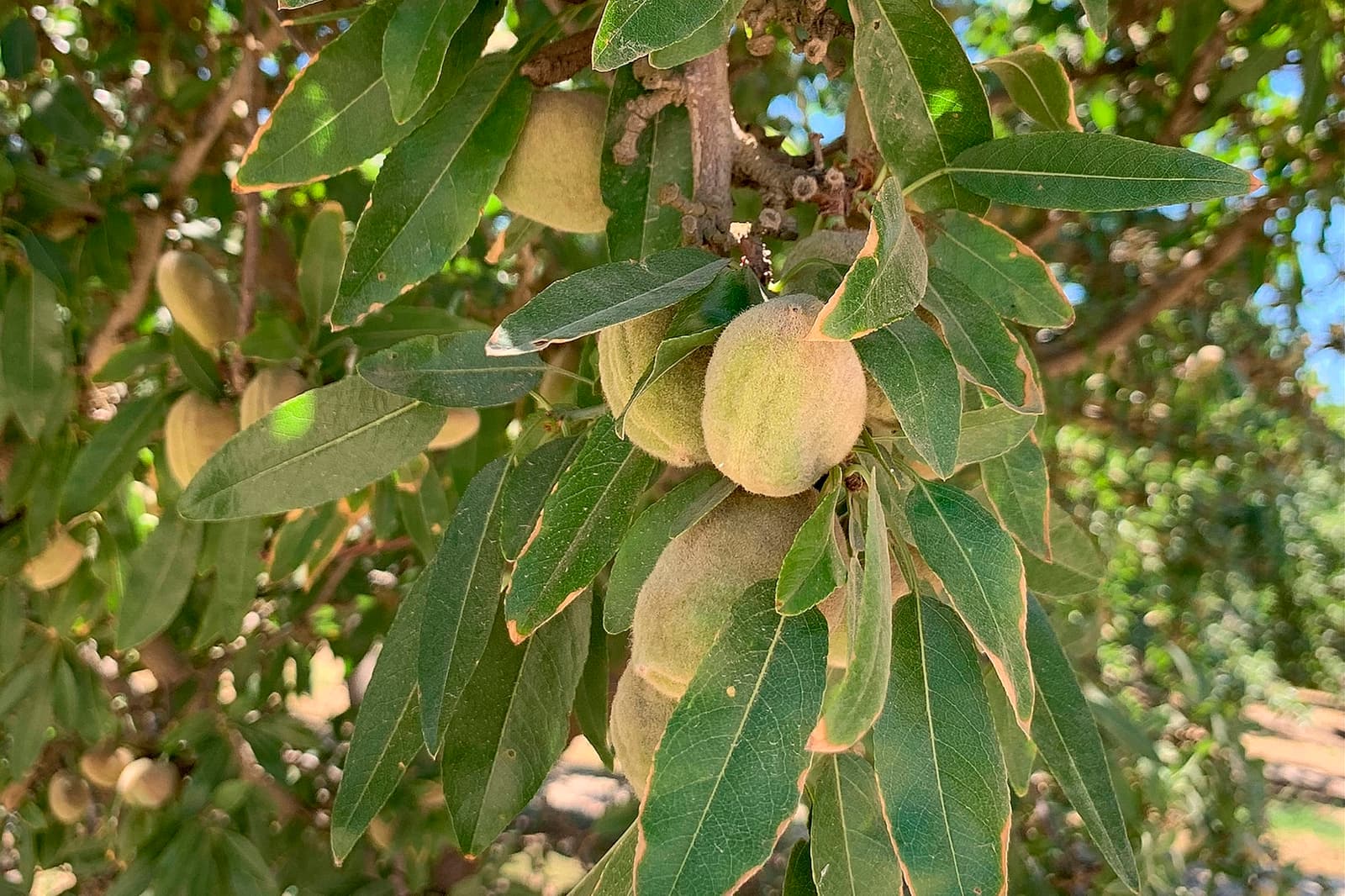 Close-up of an almond tree branch with green leaves and several unripe almonds still in their fuzzy hulls, taken outdoors in natural sunlight.