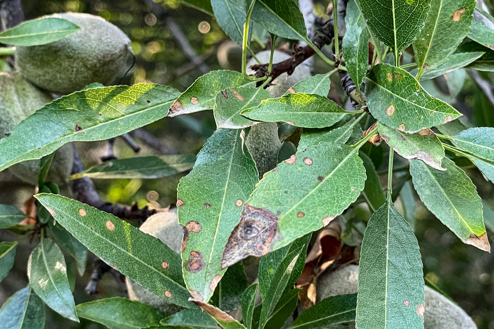 Close-up of green leaves with brown spots and damage, possibly due to disease, on a tree with unripe fruits in the background.
