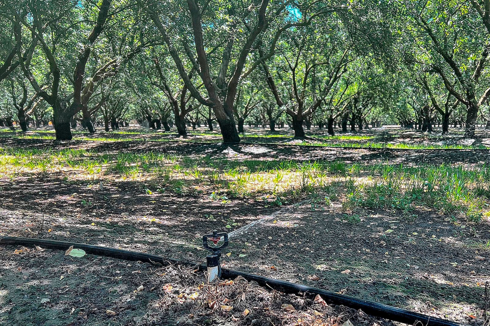 Orchard with rows of trees and a sprinkler irrigation system on the ground, watering the area under the tree canopy.