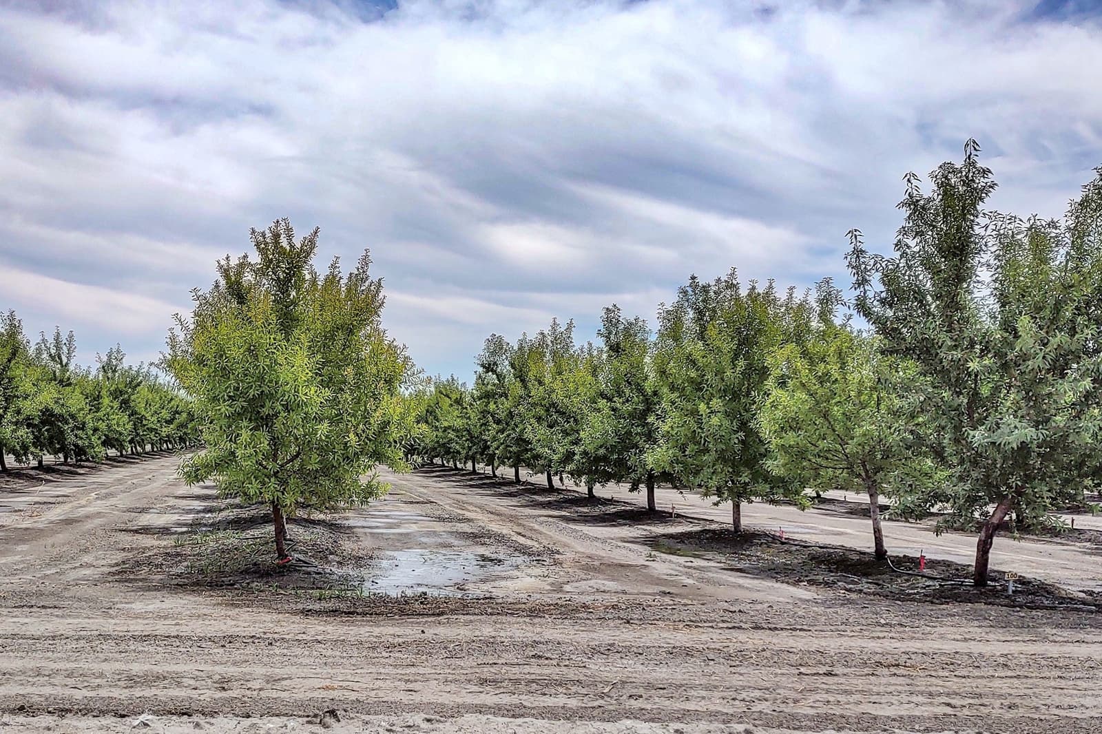 Rows of evenly spaced trees in a grove or orchard, with dirt pathways and patches of water below, under a partly cloudy sky.