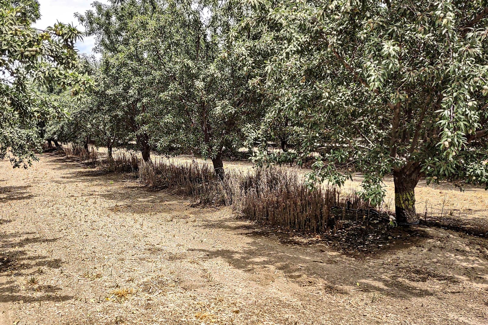 A row of mature trees with dry ground beneath them, bordered by a sparse patch of grass and a small fence near the trunks.