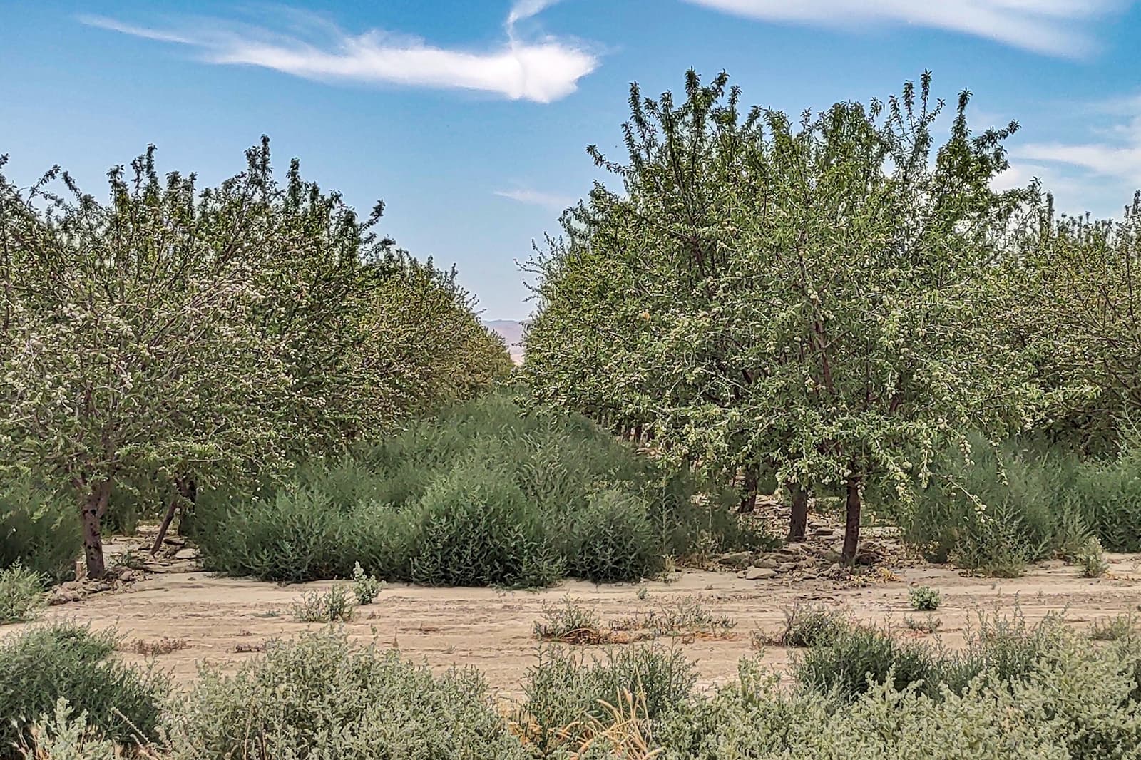 Rows of green trees grow in sandy soil under a blue sky with scattered clouds; dense bushes fill the spaces between the tree rows.