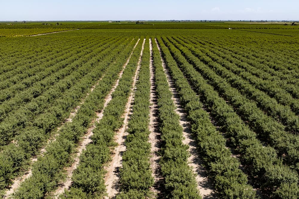 Aerial view of evenly spaced rows of green crops growing in a large agricultural field under clear skies.