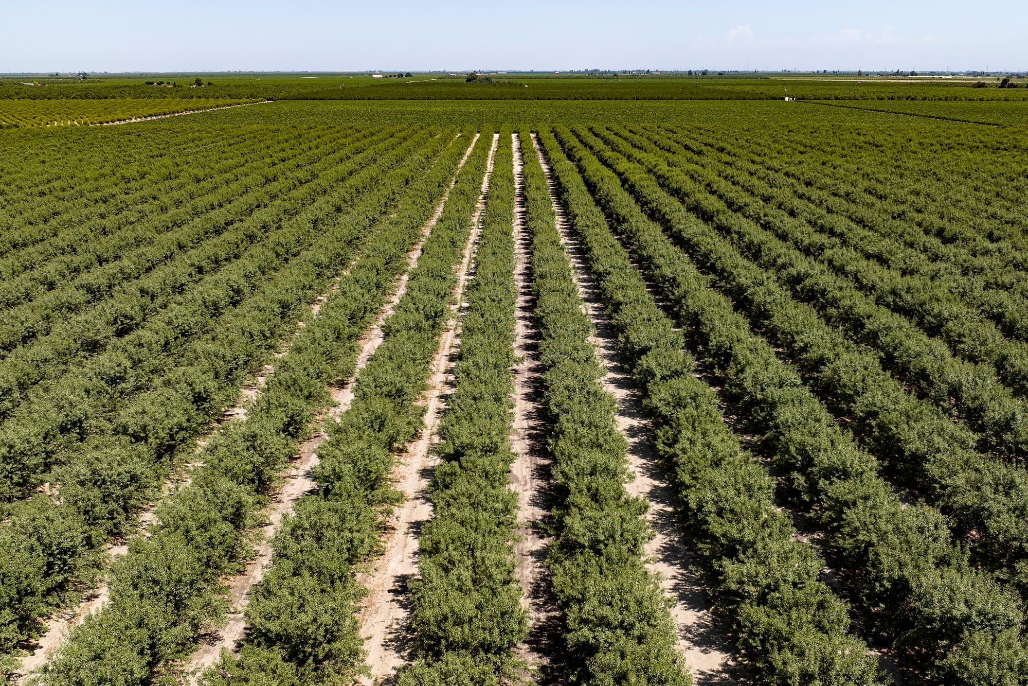 Aerial view of evenly spaced rows of green crops growing in a large agricultural field under clear skies.