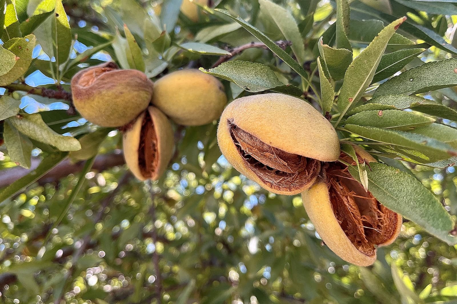 Close-up of almonds splitting open on a tree branch, surrounded by green leaves and illuminated by sunlight.