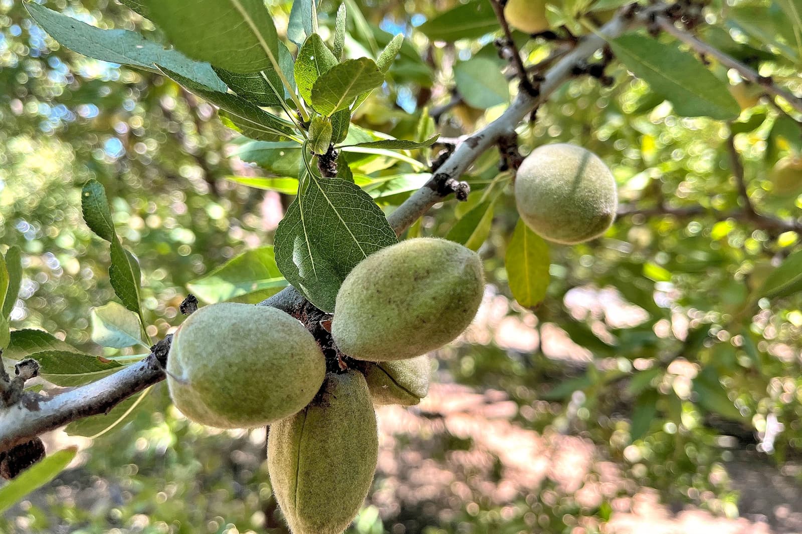 Close-up of several unripe almonds growing on a tree branch with green leaves in bright sunlight.