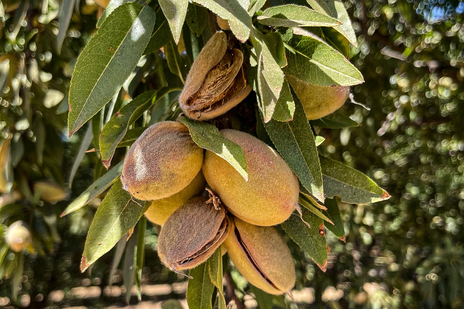 Close-up of several unripe almonds in fuzzy shells growing on a tree, surrounded by green leaves under sunlight.