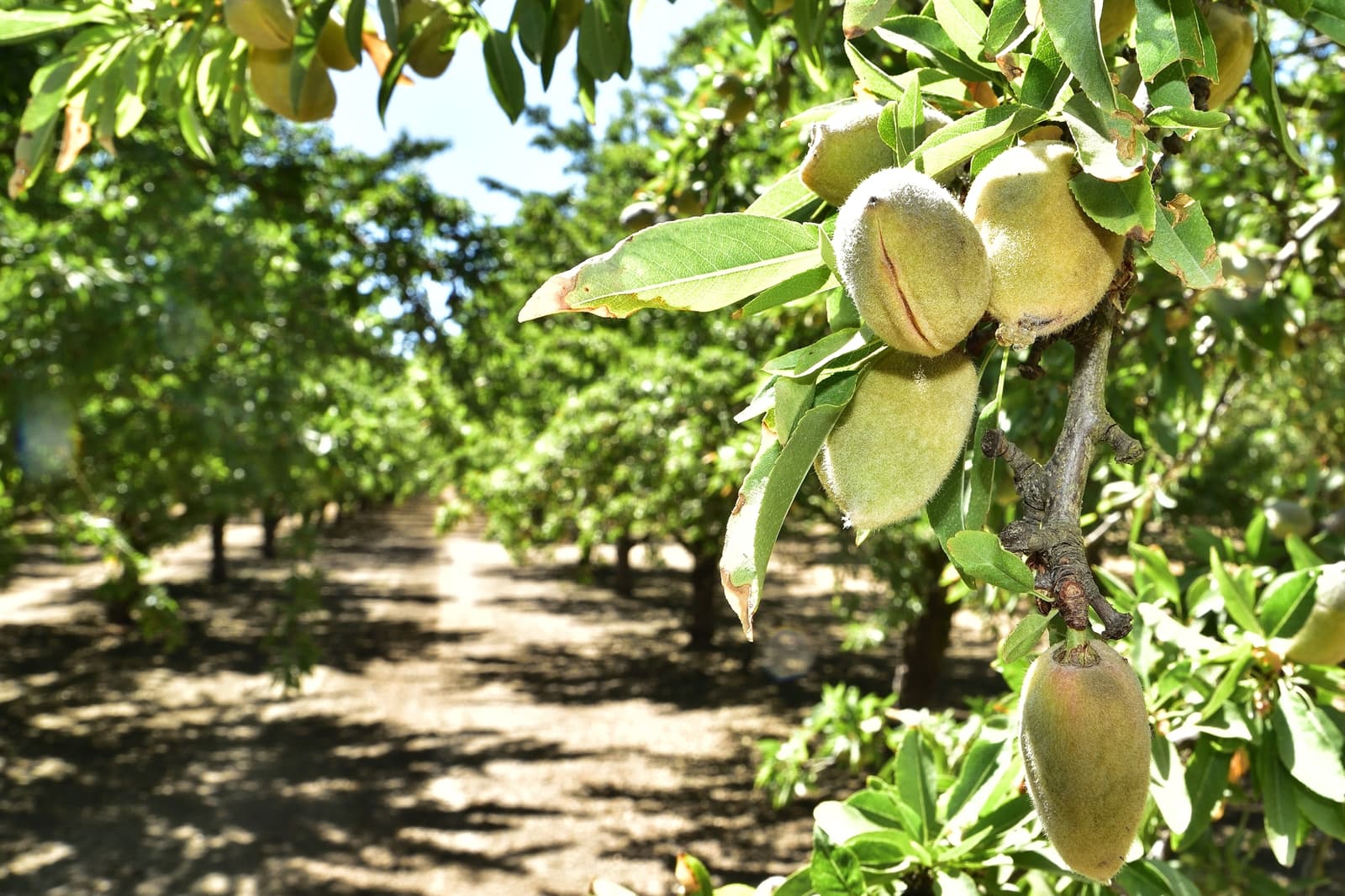 Close-up of unripe almonds growing on a tree branch in an orchard, with more almond trees and sunlight visible in the background.