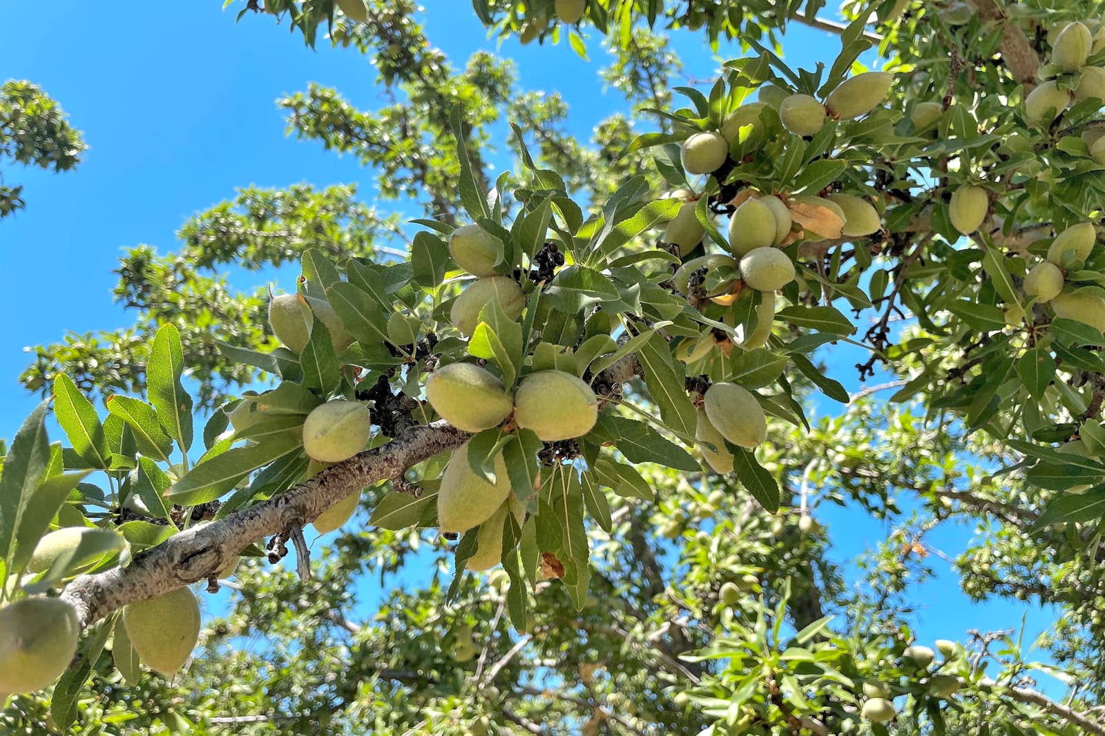 Green almonds growing on a tree branch with green leaves, set against a clear blue sky.