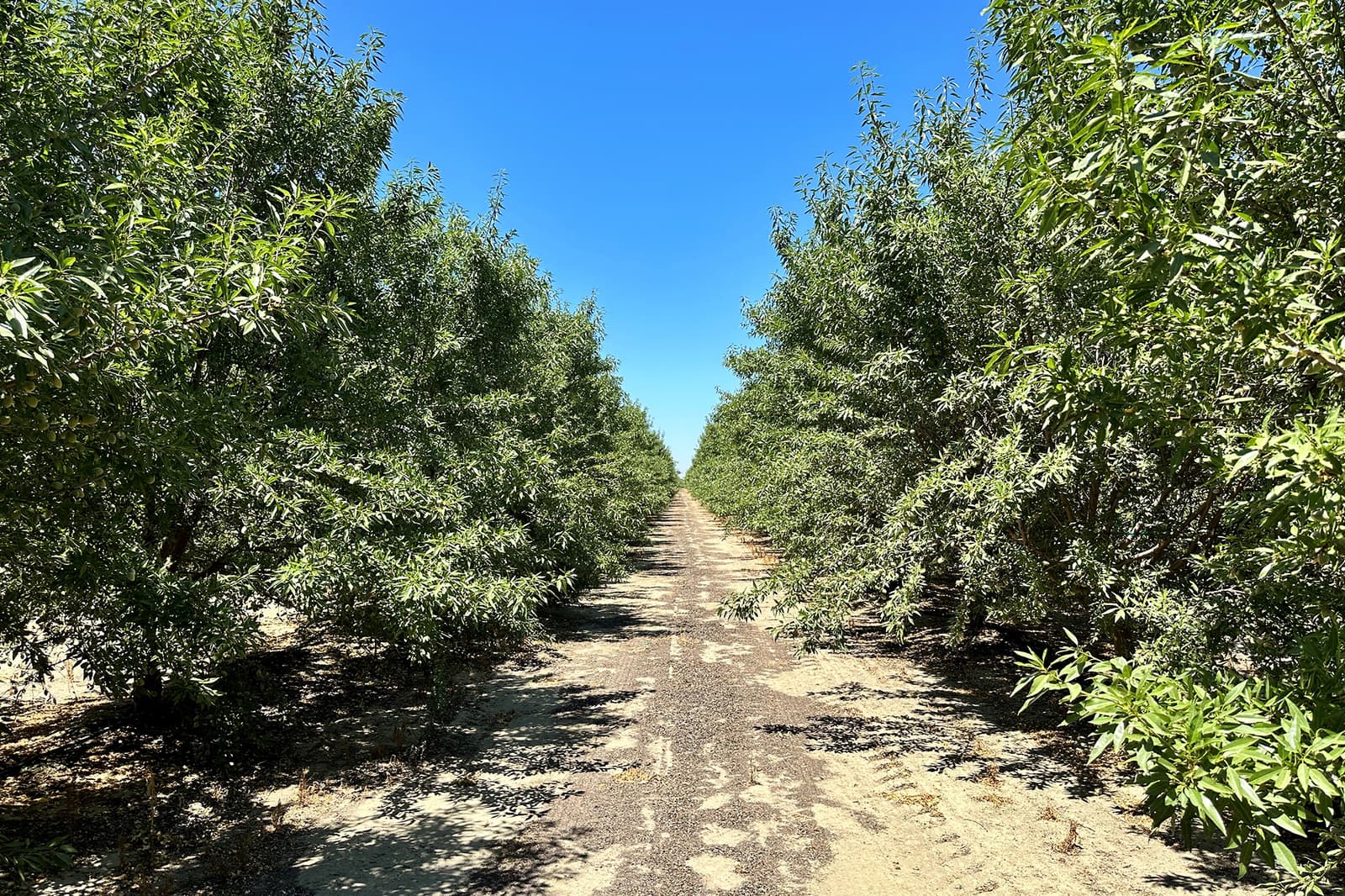 Rows of green orchard trees stand on either side of a dirt path under a clear blue sky, with bright sunlight casting shadows on the ground.