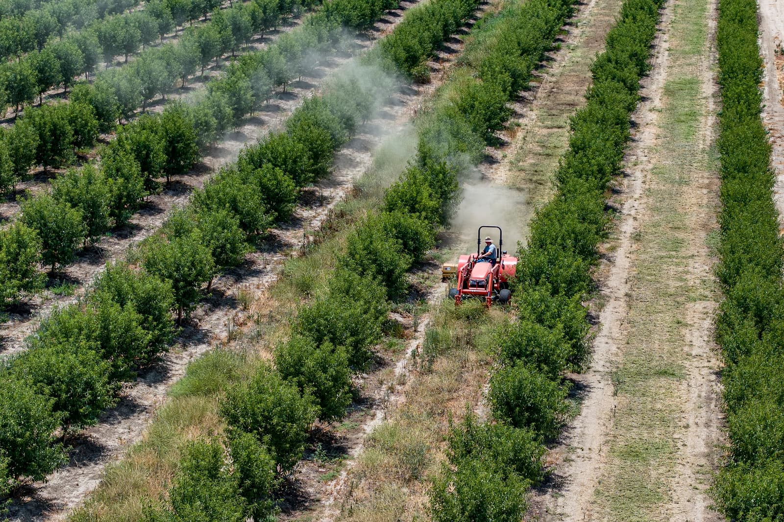A person drives a red tractor between rows of green crops on a farm, creating a visible trail of dust behind the vehicle.