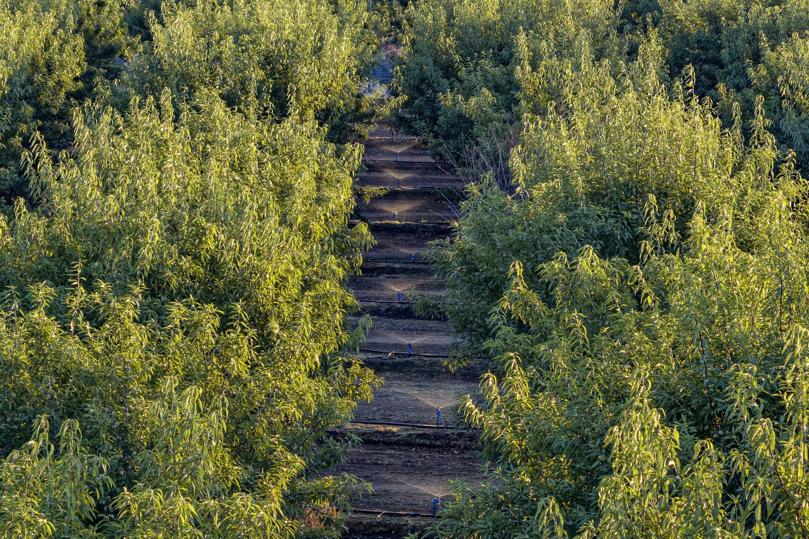 Aerial view of an orchard with rows of green trees and a central irrigation system running between the trees.