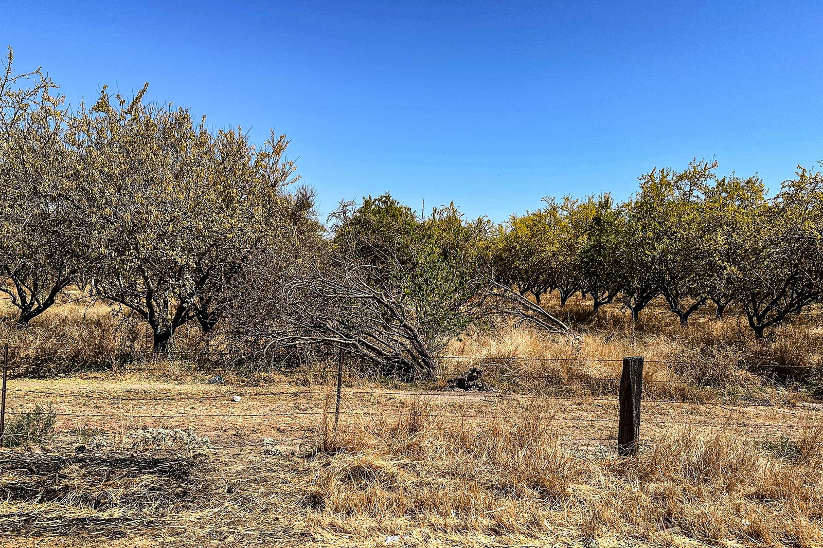 A row of trees in a dry, grassy field under a clear blue sky, with one tree leaning sideways near a wooden post and wire fence.