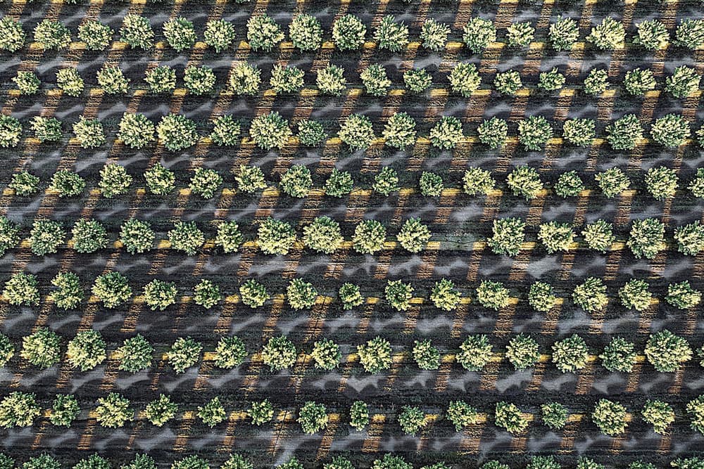 Aerial view of evenly spaced green plants growing in rows on dark soil, creating a grid-like agricultural pattern.