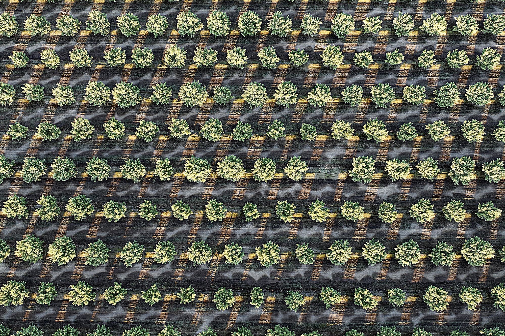 Aerial view of evenly spaced green plants growing in rows on dark soil, creating a grid-like agricultural pattern.