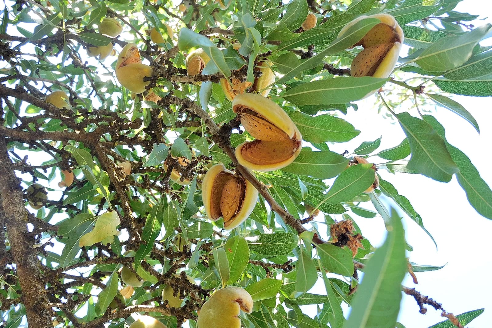 Almonds in their shells are growing on a tree with green leaves, some fruit pods are open, showing the nuts inside.