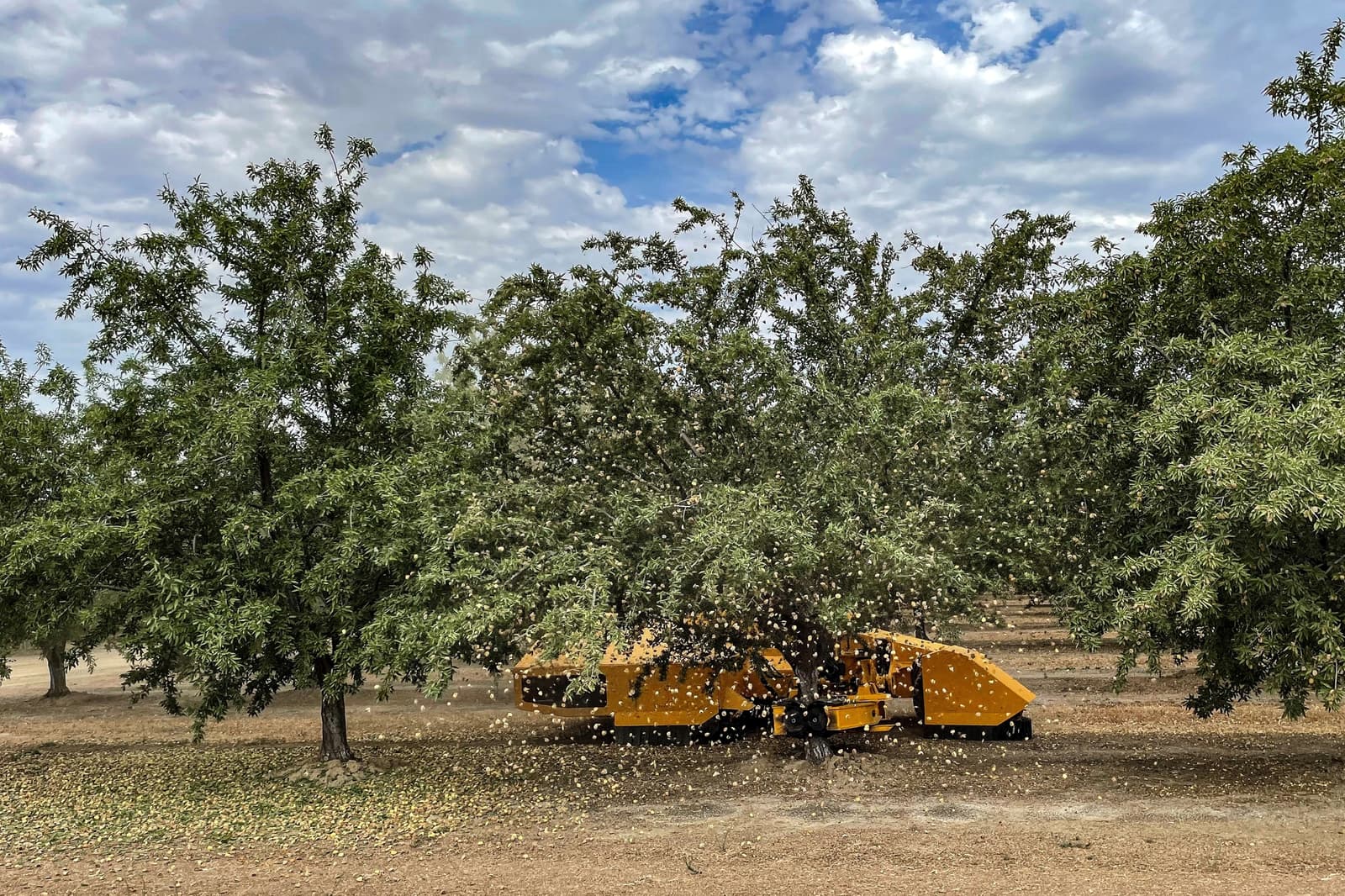 A yellow tree shaker machine harvests almonds, causing nuts and debris to fall from branches in an orchard under a partly cloudy sky.