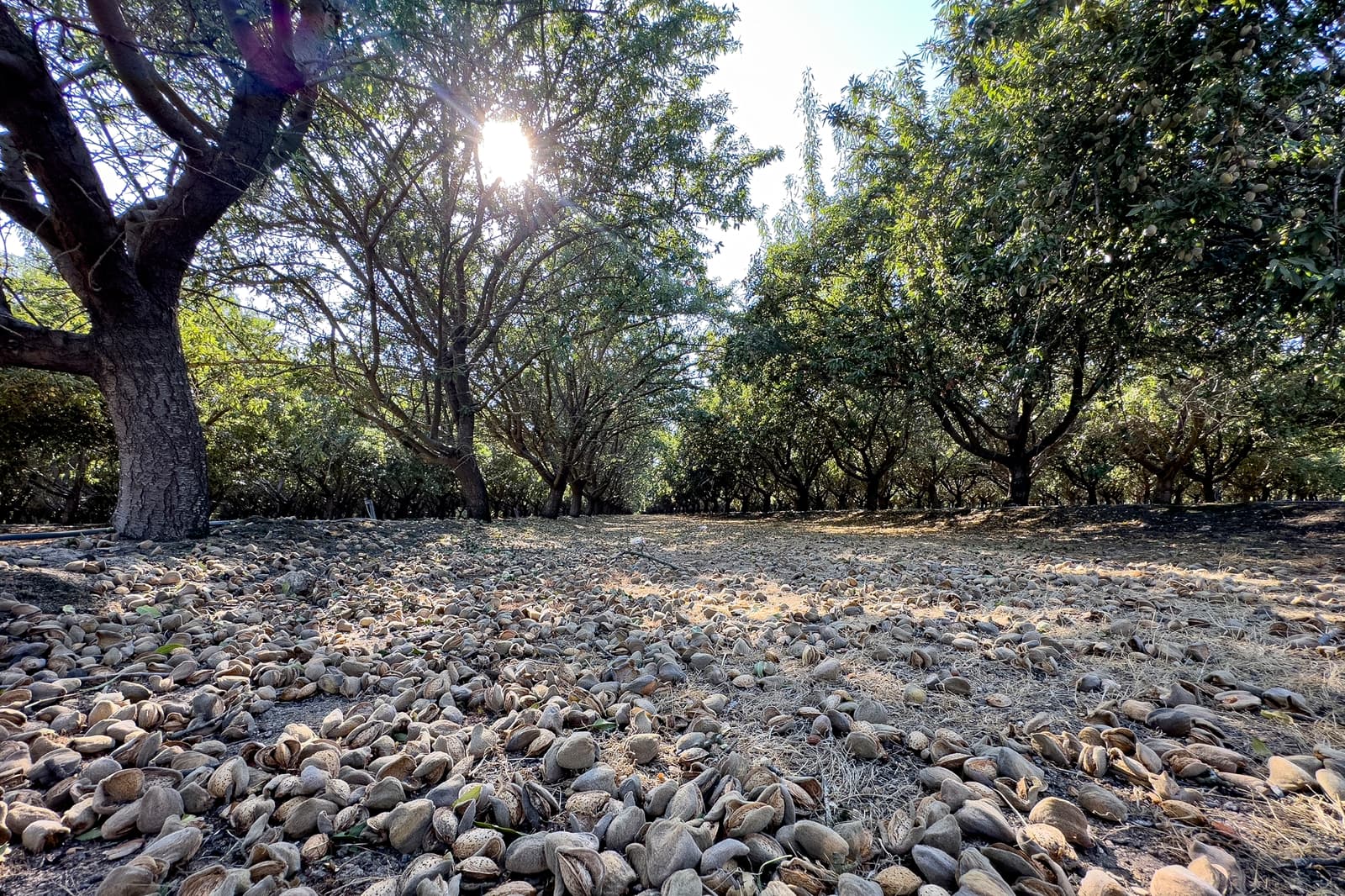 Almond orchard with sunlight filtering through trees; harvested almonds cover the ground in the foreground.