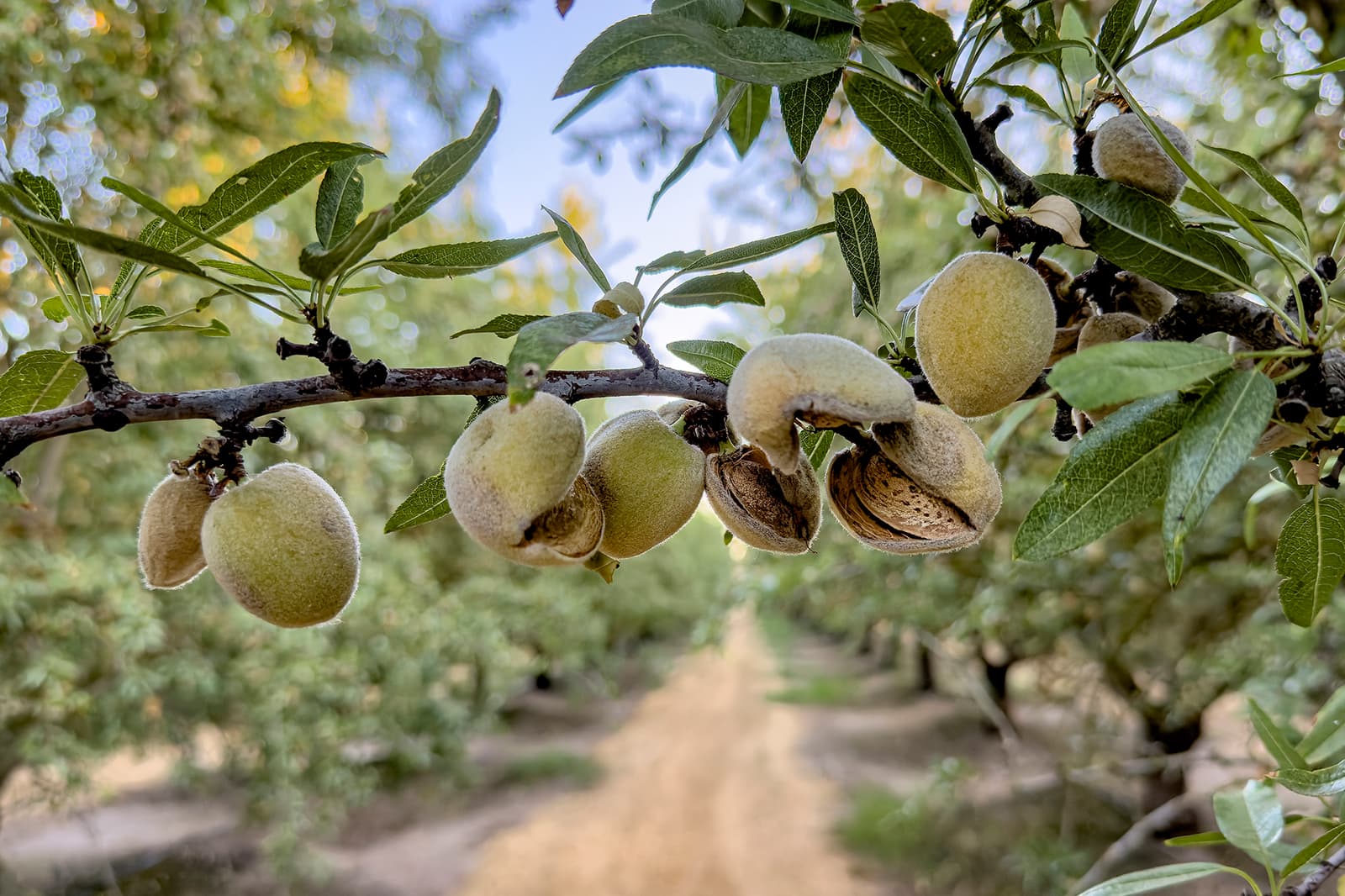 Close-up of almonds growing on a tree branch in an orchard, with a dirt path and more trees visible in the blurred background.