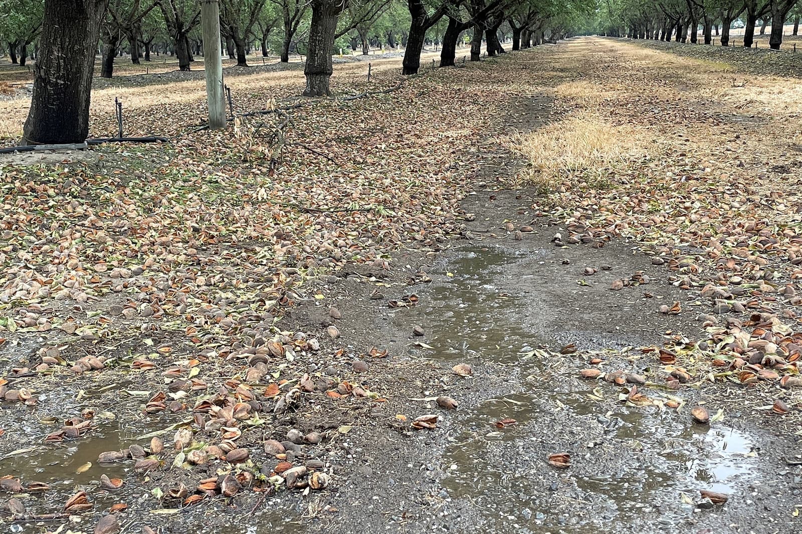 A grove of trees with wet soil and scattered fallen nuts or shells covering the ground; puddles and dry grass are visible among the trees.