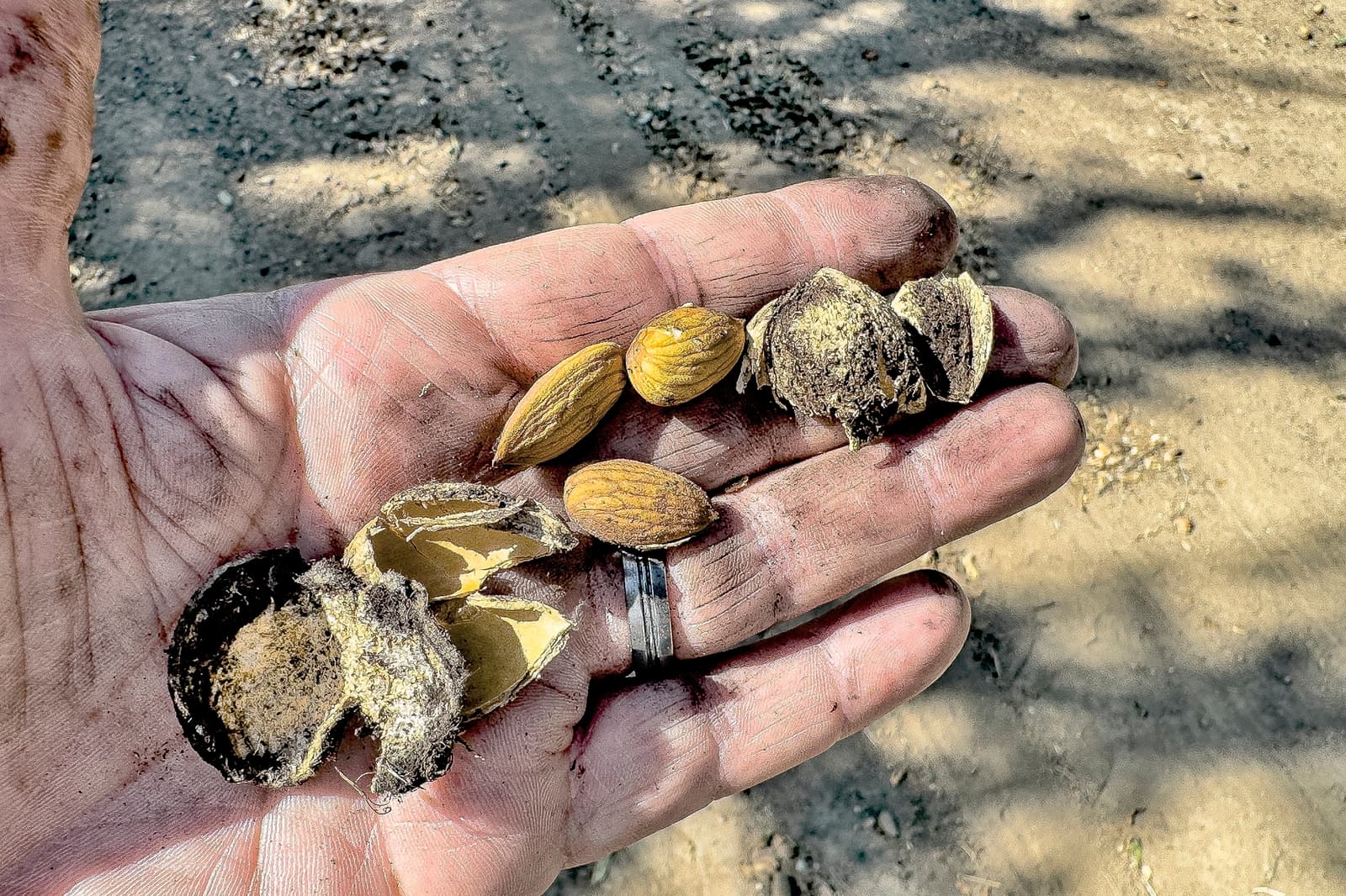A hand holding cracked almond shells and whole almonds, with dirt visible on the skin and background.