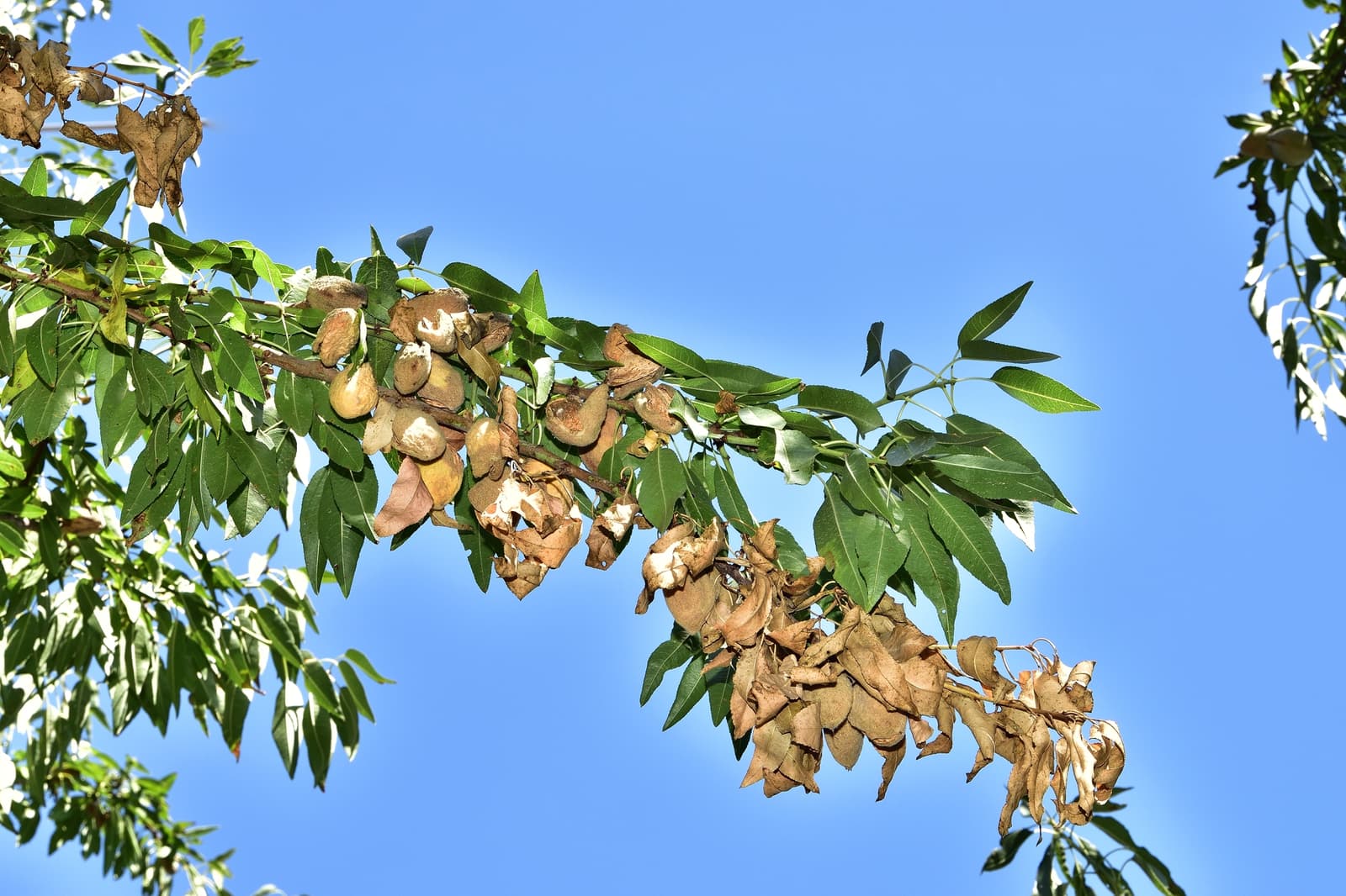 Branch with green leaves and clusters of brown, dried seed pods set against a clear blue sky.