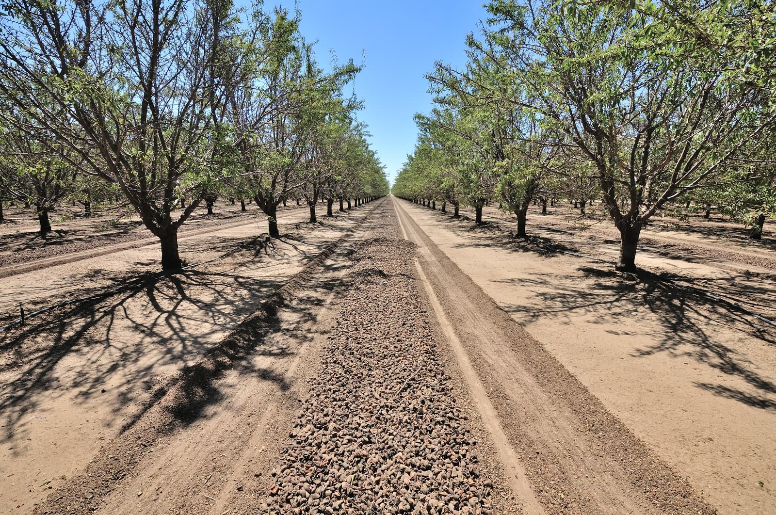 Rows of trees grow on dry, sandy soil with a gravel path running down the center under a clear blue sky.
