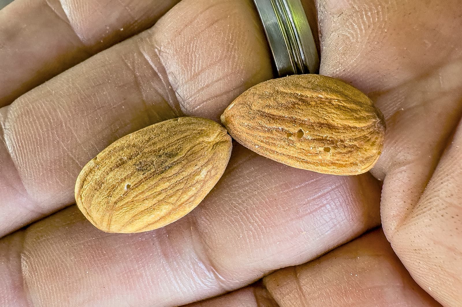 A close-up of a persons hand holding two unshelled almonds, showing their rough texture and small holes on the surface.