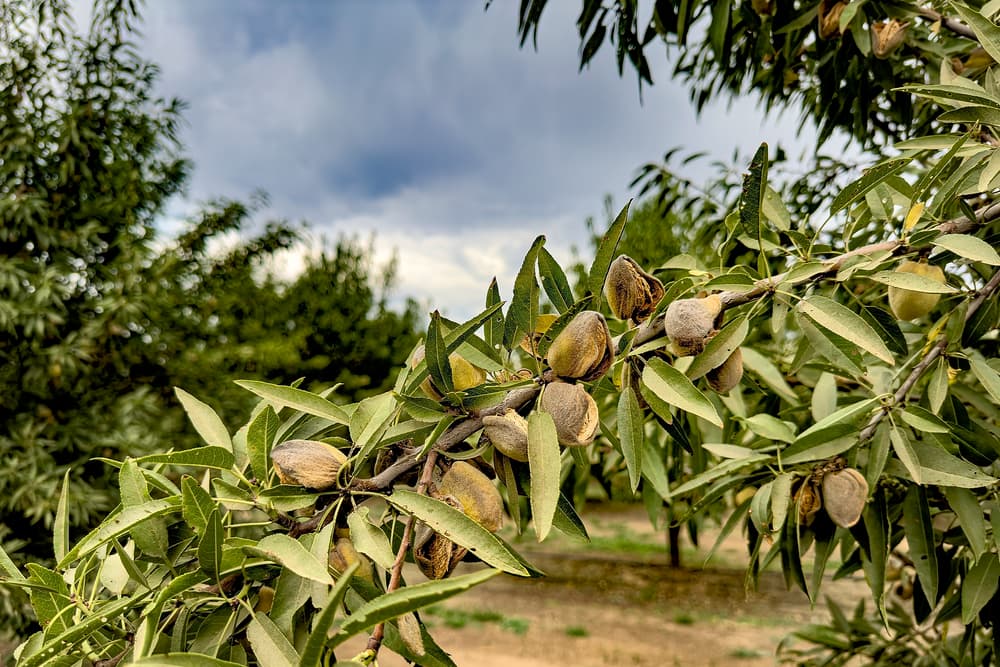 Branch of an almond tree with mature almonds in shells among green leaves, with more trees and a cloudy sky in the background.