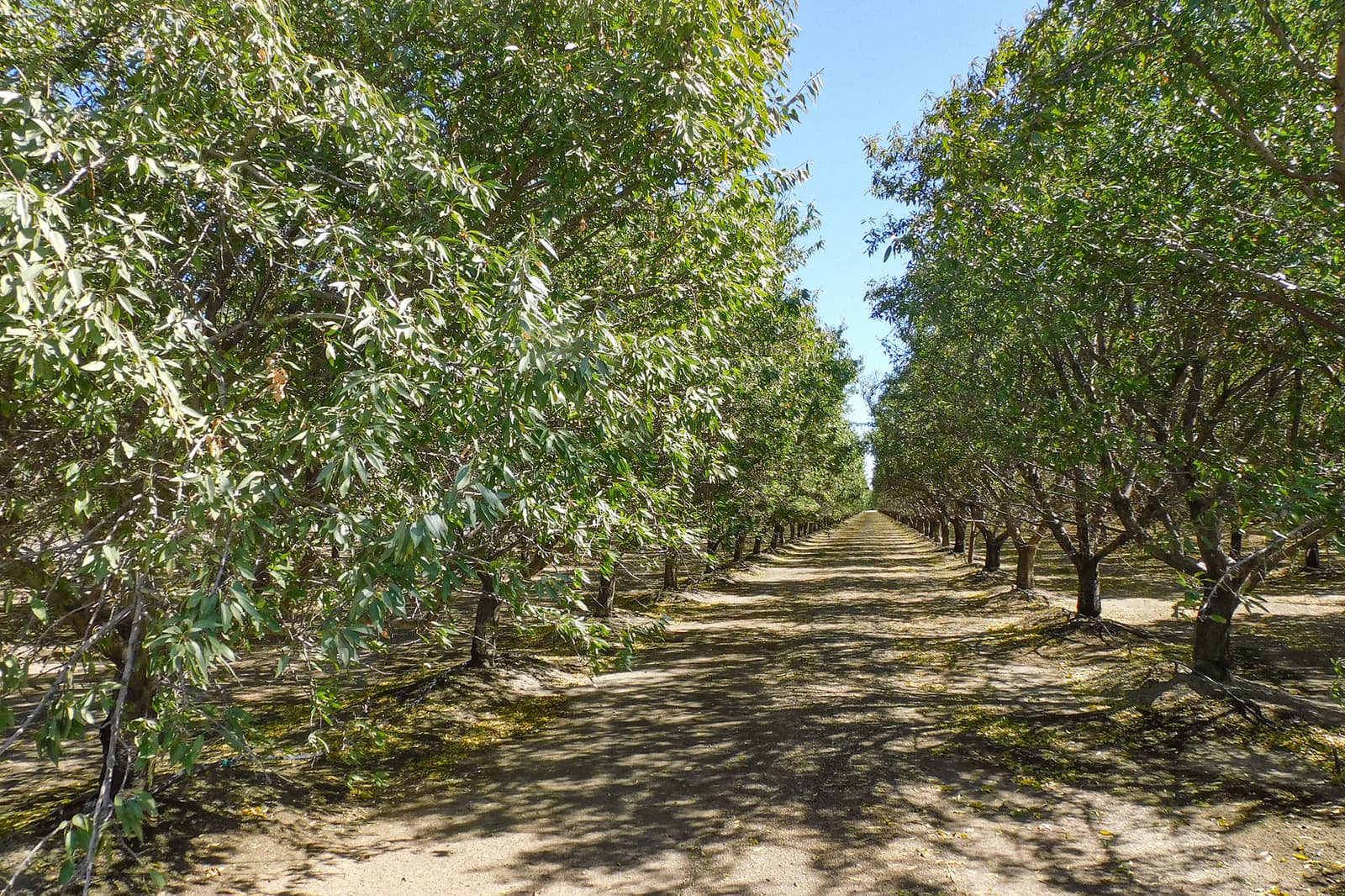 Rows of leafy trees grow in straight lines on both sides of a dirt path under a clear blue sky, forming a symmetrical orchard scene.