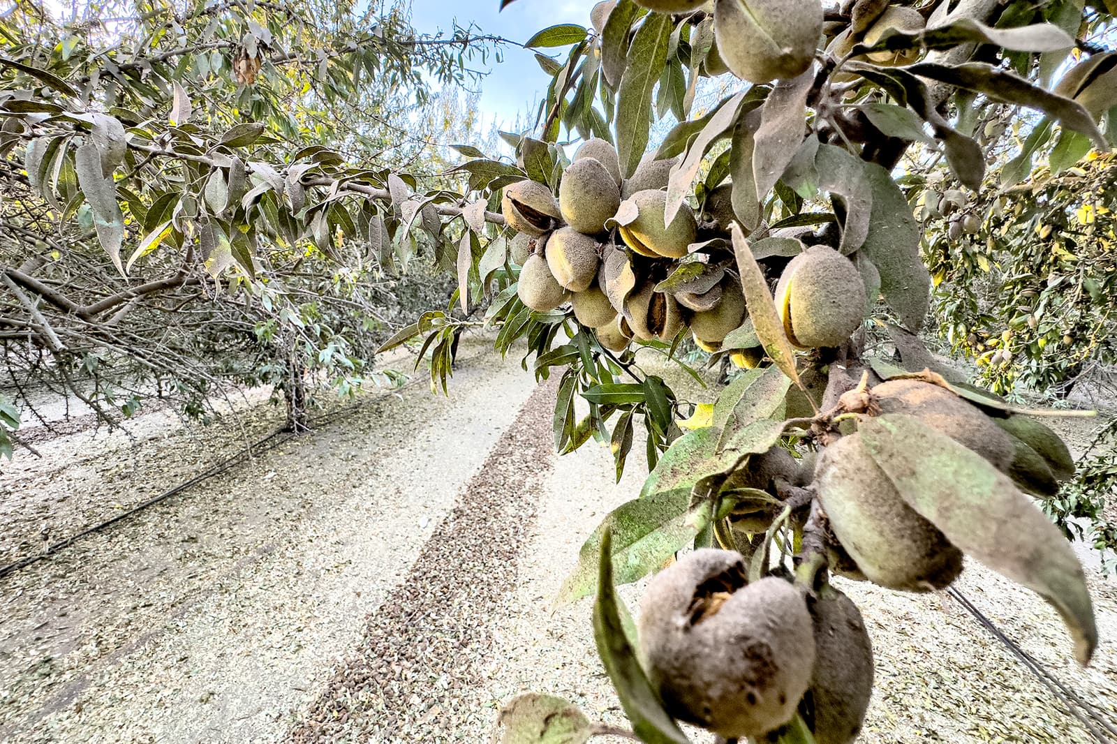 Close-up of almond tree branches with clusters of almonds in shells, over a dirt path in an orchard with dry leaves on the ground.
