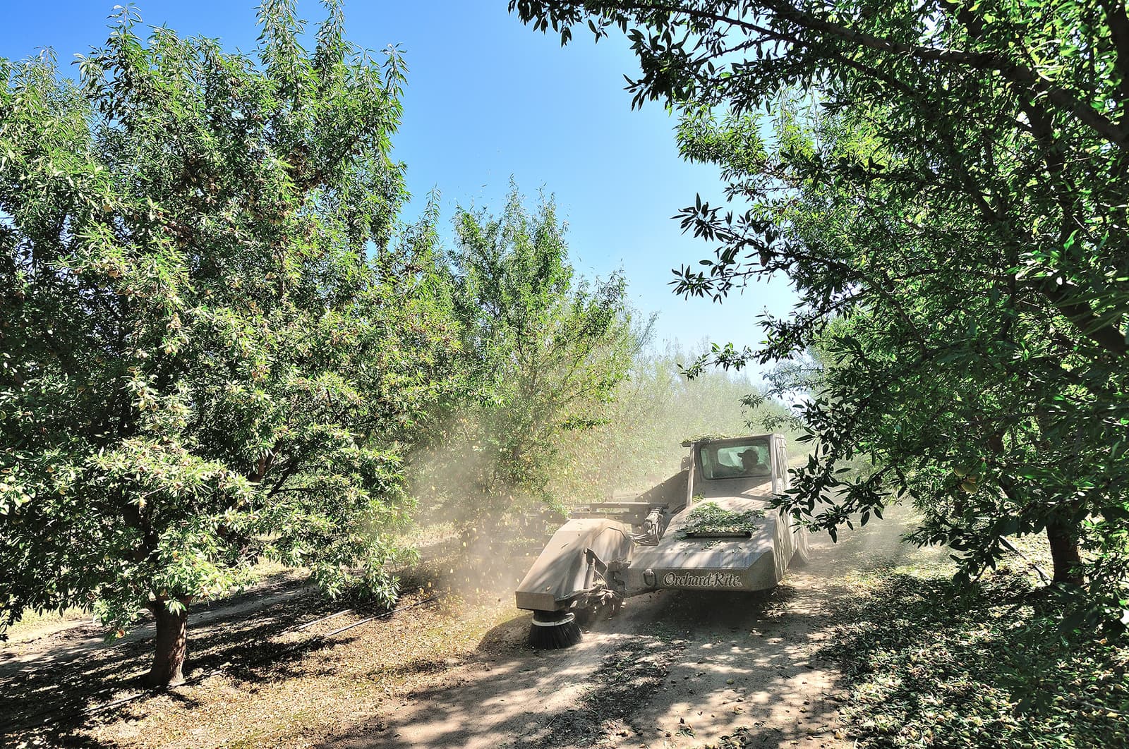 A tractor drives between rows of trees, kicking up dust while harvesting almonds in an orchard under a clear blue sky.