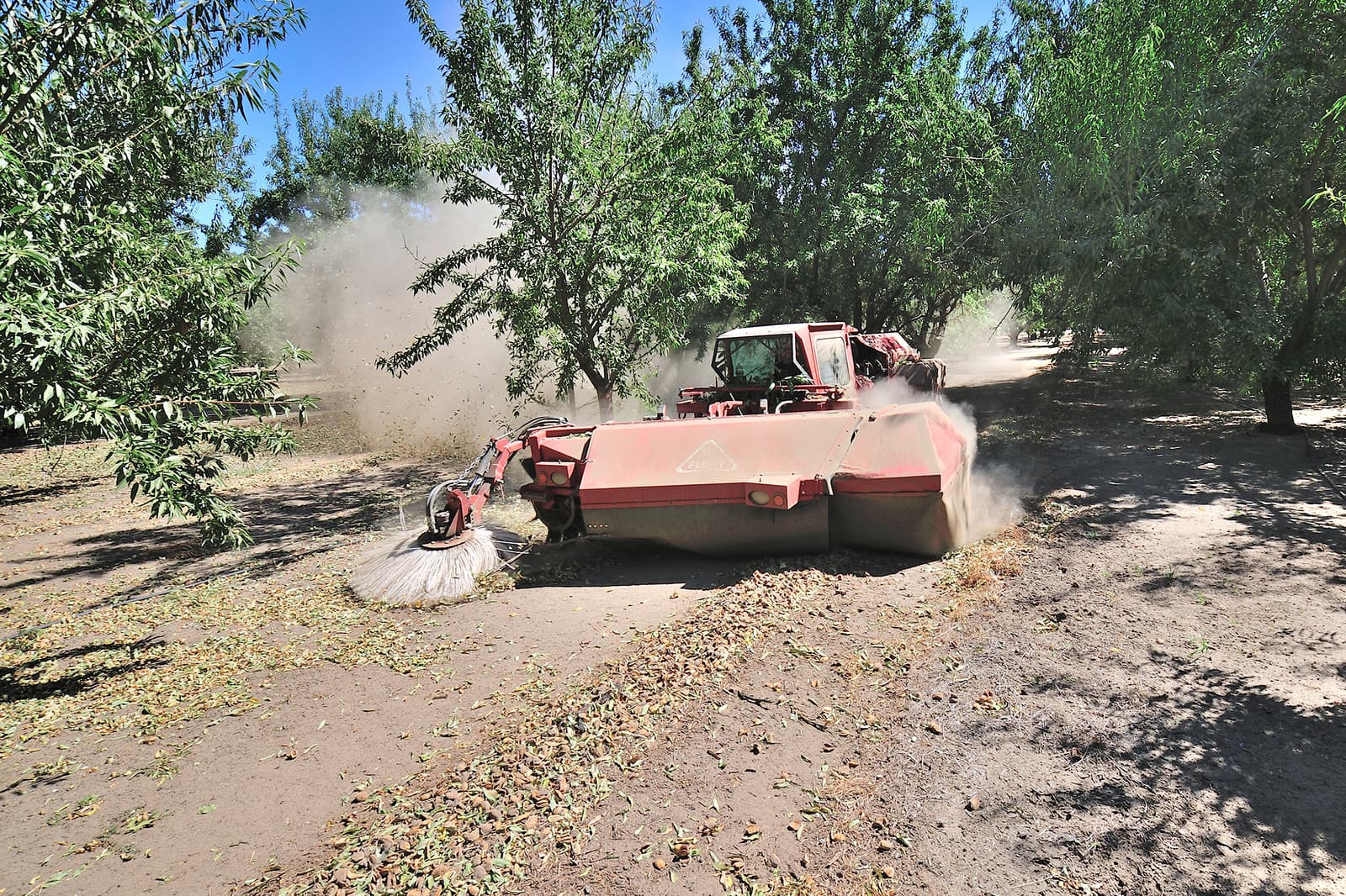 A red agricultural machine sweeps dust and debris from the ground between rows of trees in an orchard under clear blue skies.